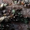 Basing Bits - Chaos Shards
