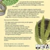 Le Jardin des Dévotions
