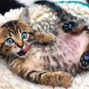 Puzzle - Happy Cat - 1000 pièces