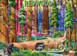 Puzzle - Parc National de Redwood - 500 pièces