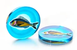 Set de Pions Poland Games - Wingspan